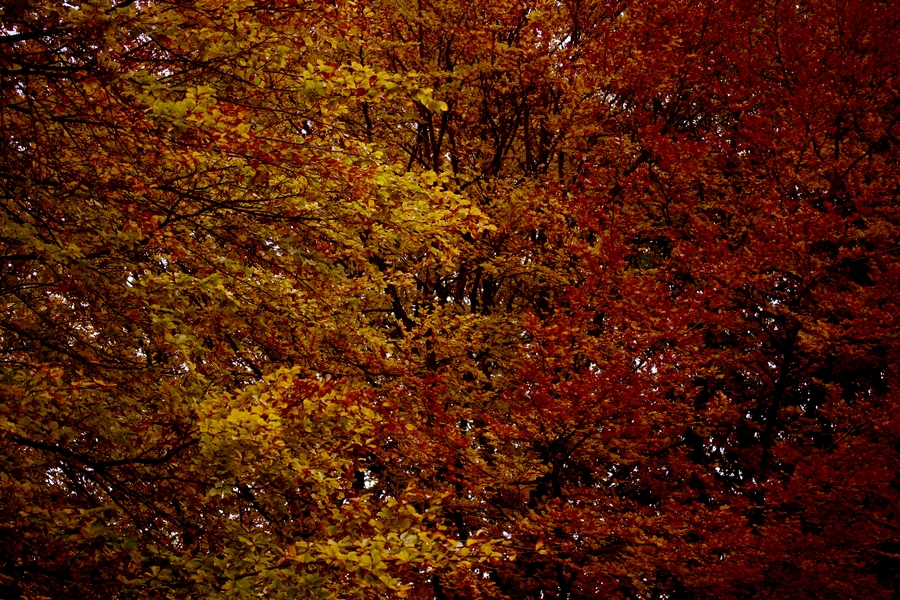 Colours Of Autumn