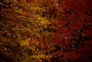 Colours Of Autumn