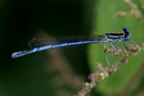 Odonata