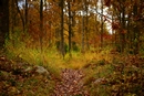 Path To Autumn