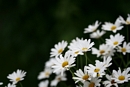 Summer Flowers