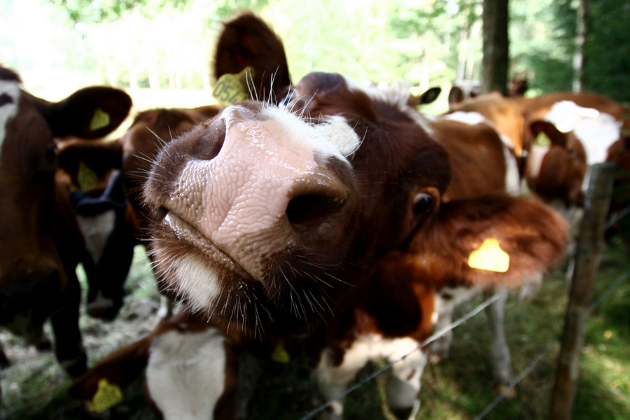 And Then I Met Some Cows