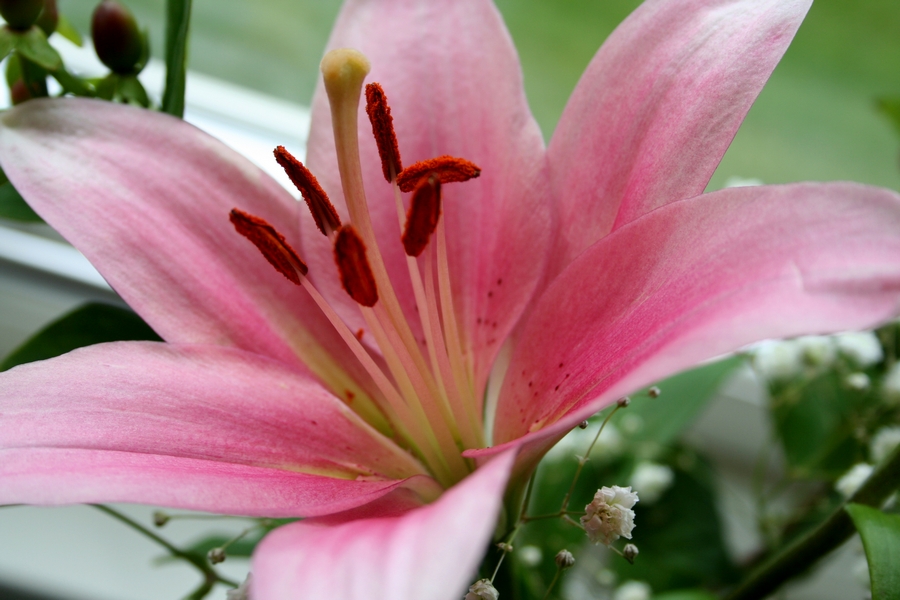 Lilium Orientalis