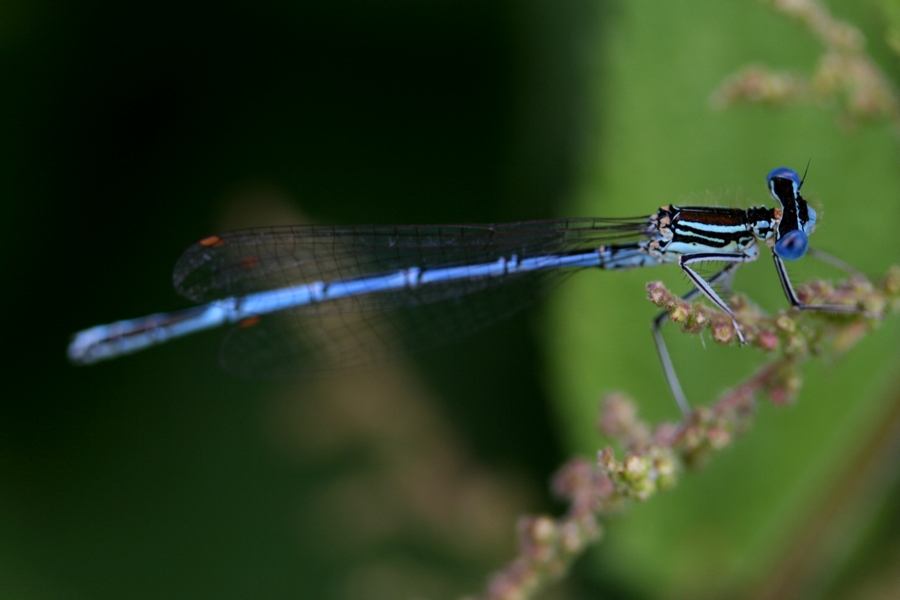 Odonata