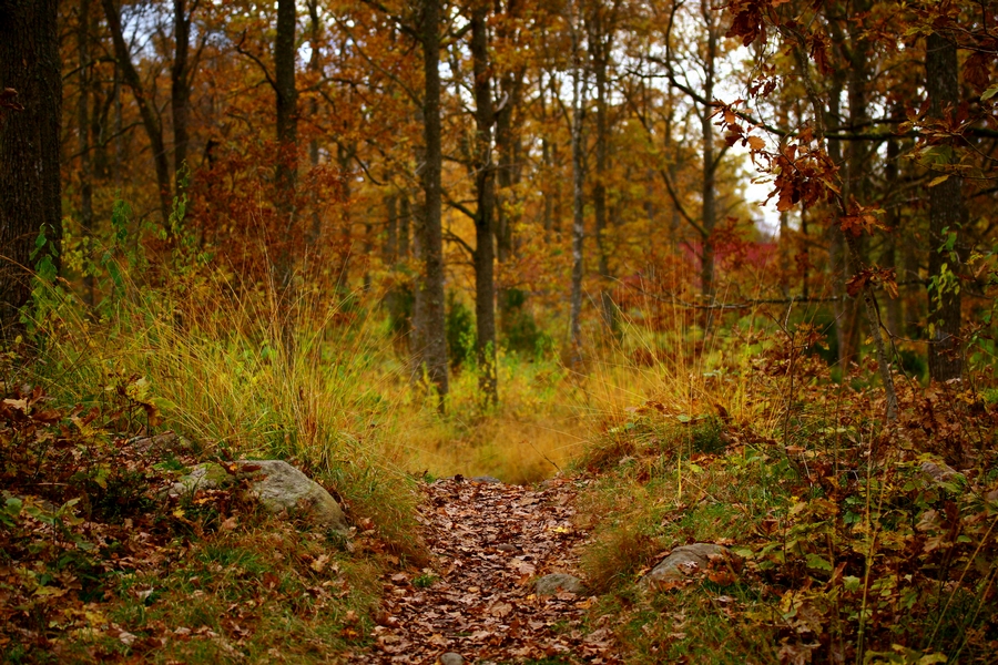 Path To Autumn