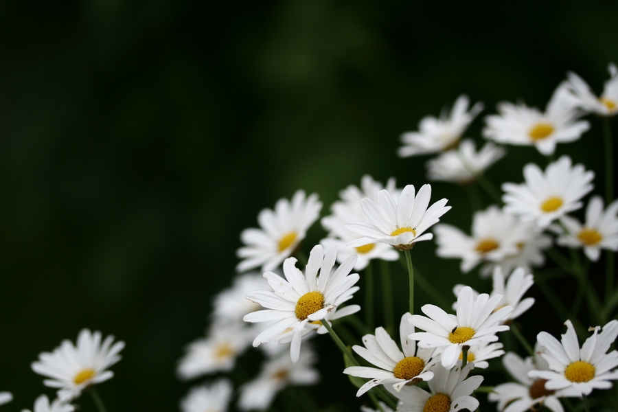 Summer Flowers